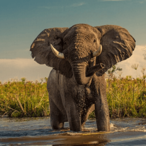 Elephant's Charge: Transformative Healing Program