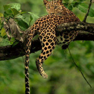 Leopard's Leap: Monthly Welness Boost
