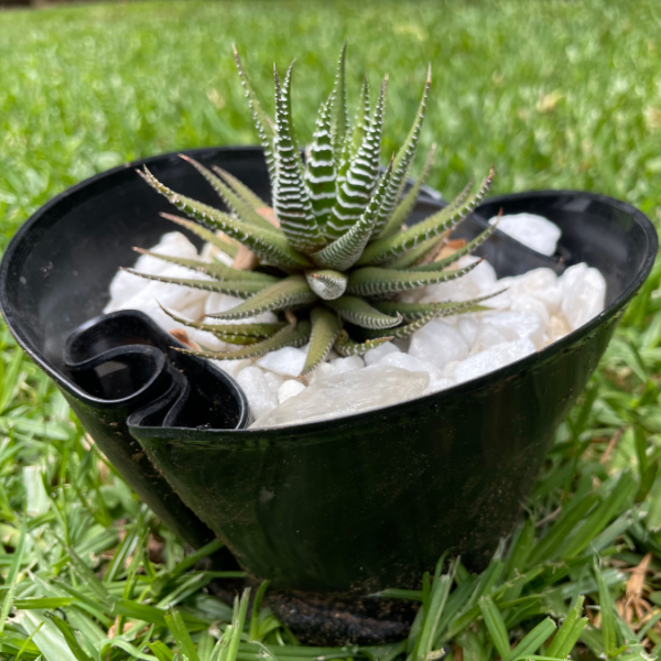 Vinal Plant Pot